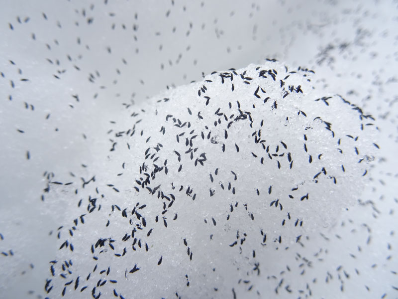 a migliaia sulla neve.....piccolissimi: Collembola Hypogastruridae : Hypogastrura sp.